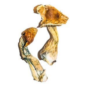 B+ magic mushrooms