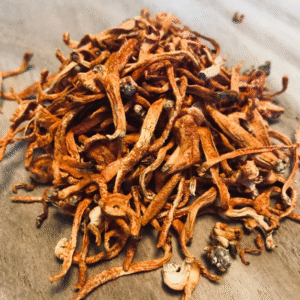Cordyceps Mushrooms