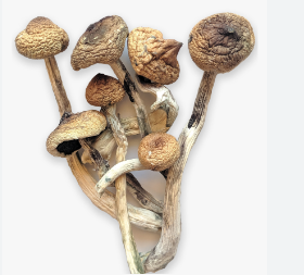 golden teacher mushrooms