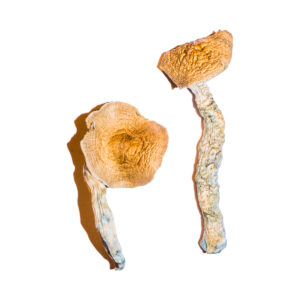 Transkei Magic Mushrooms