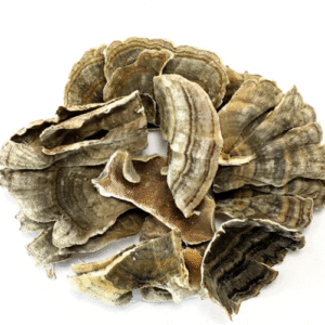 Turkey Tail Mushroom