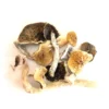 GOLDEN TEACHER MUSHROOMS for sale