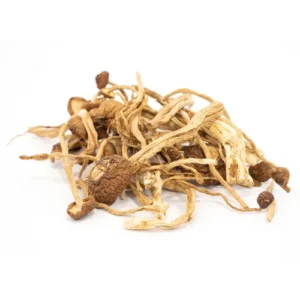 Psilocybe mexicana